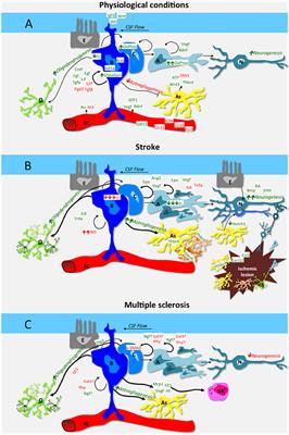 Neural Stem Cell Plasticity: Advantages in Therapy for the Injured Central Nervous System